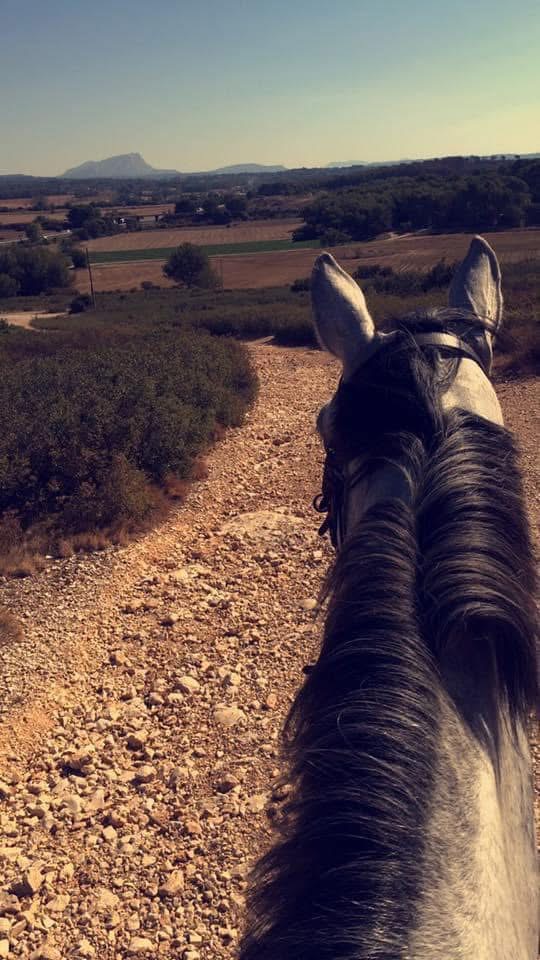Pack Découverte - Vue depuis le cheval sur un paysage rural