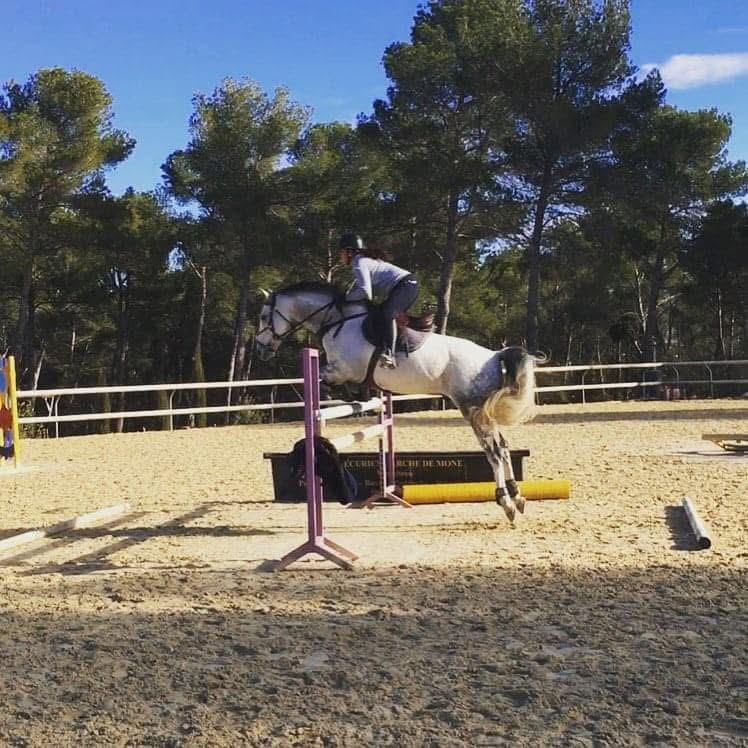 Pack Performance - Cavalier et cheval gris en saut d'obstacles